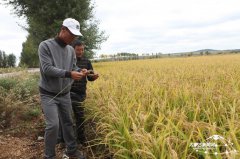 <b>内蒙古：绿色水稻成为扎赉特人的致富“银珠”</b>