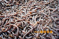 广东遂溪草县：潭南洪沙虫文化节开幕