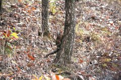 河南栾川：男子自制工具盗猎30多只飞鼠被抓