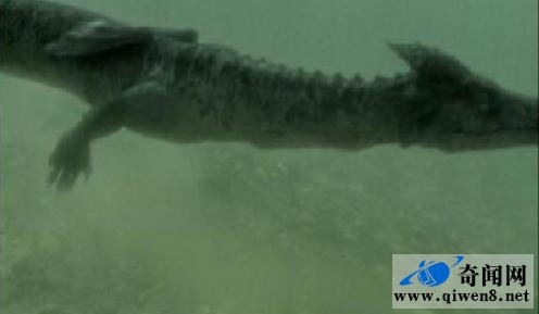 中国青海湖惊现真龙(有图有真相)