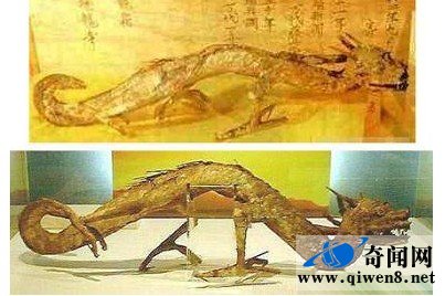 中国青海湖惊现真龙(有图有真相)