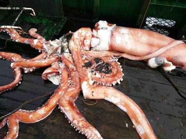 浙江渔船钓上258斤鱿鱼王 须长达20米(图)