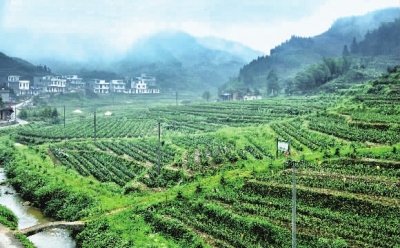 延绵起伏茶园绿