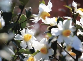 百里茶花迷乱眼 (本版图片由成俊峰、郭兴成、罗荣、周小清摄）