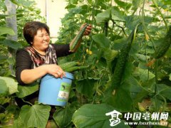 安徽亳州市谯城区：种植大棚菜 实现致富梦