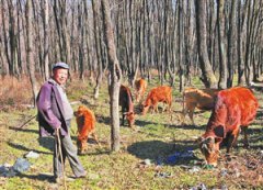 云南驿站古渡拉市坝