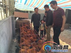 海南定安昔日“赌徒”成养鸡能手 半年收入近万元