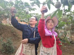 <b>福建下白石镇通湾洋村民夫妻自主创办果农场致富</b>
