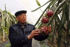 陕西省礼泉县多元化拓宽群众增收致富渠道