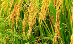 <b>河南：生财有“稻” 抱团致富创新业</b>