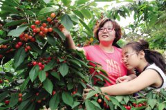 大连：水果丰收却难卖，这题咋破解？