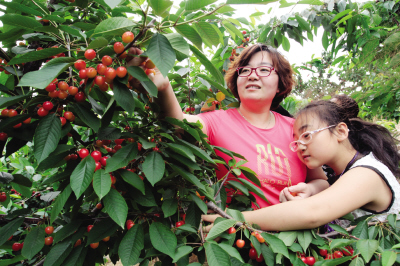 　　一到樱桃成熟的季节，不少人都来园里采摘。（资料照片）