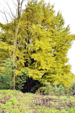 银杏古树独木成林