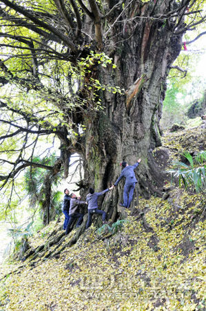 古树要10几个人手拉手才能合抱