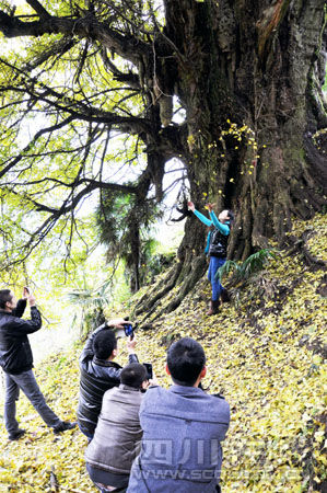 泸州叙永2200岁银杏古树醉游人