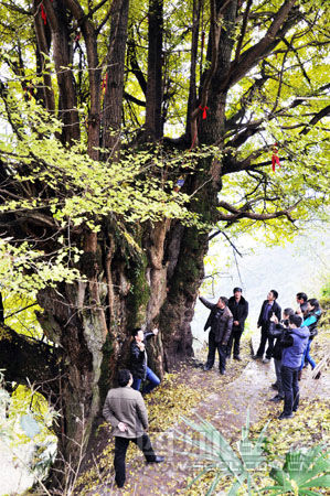 泸州叙永2200岁银杏古树醉游人