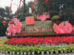 四川：140余万盆迎春花卉 为酒城泸州新春“增彩”