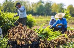 专家姚洋：小农经济未过时，不该背“恶名”