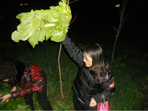 泸州部分市民进菜地“偷青”实为偷菜 菜农称很受伤
