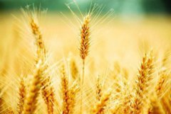 2017年中央一号文件 期待农业新业态异军突起