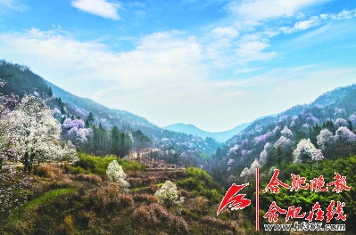 大别山望春谷玉兰花海旅游节将启动 万亩野生玉兰花等你赏