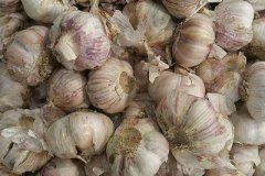 山东苍山大蒜：远销国内和海外 具有极高的食用和药用价值