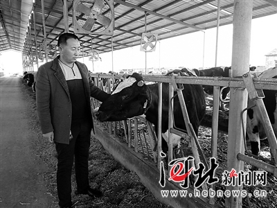 黄骅养殖户“以牛入股”鼓了钱袋子