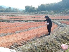 广东始兴县司前黄沙村民春耕早 种植草珊瑚脱贫致富