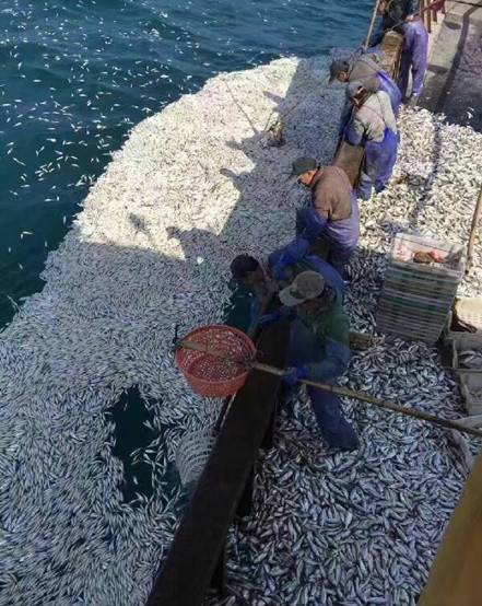鱼群突然浮出 浙江渔船2小时白捡9000余公斤黄鱼(图)