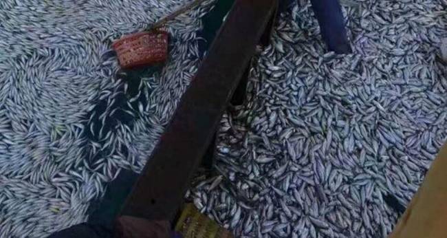 鱼群突然浮出 浙江渔船2小时白捡9000余公斤黄鱼(图)