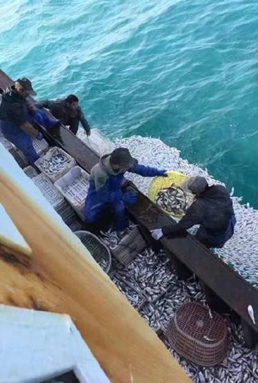 鱼群突然浮出 浙江渔船2小时白捡9000余公斤黄鱼(图)