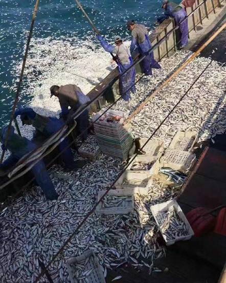 鱼群突然浮出 浙江渔船2小时白捡9000余公斤黄鱼(图)