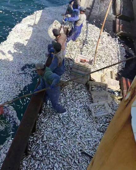 鱼群突然浮出 浙江渔船2小时白捡9000余公斤黄鱼(图)