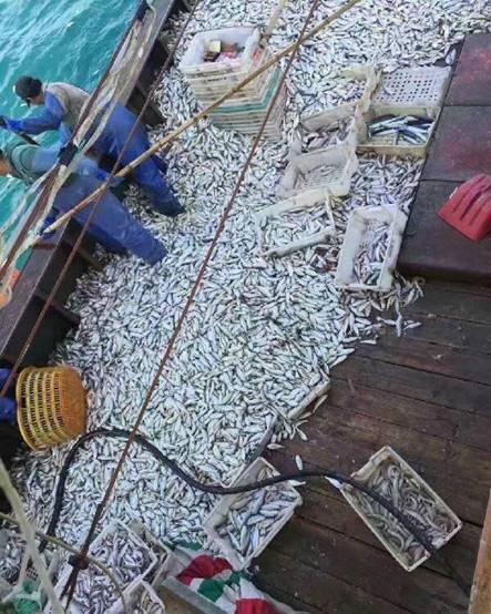 鱼群突然浮出 浙江渔船2小时白捡9000余公斤黄鱼(图)