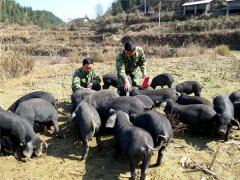 湘西保靖：年过半百返乡办农场 成致富路上领头“羊”