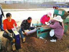 陕西洛南 香菇种出致富路