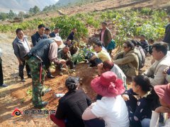 云南大姚县湾碧乡芒果种植带动移民群众增收致富