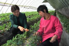 河南“草莓西施”吕妙霞：用小草莓铺就致富路