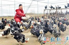 江苏仪征籍大学生村官杨赋霖在江都创业带领农民致富