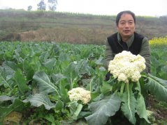 泸州职业菜农返乡种菜带出富民大产业