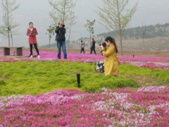 赏花摘果带火淄博沂源乡村游