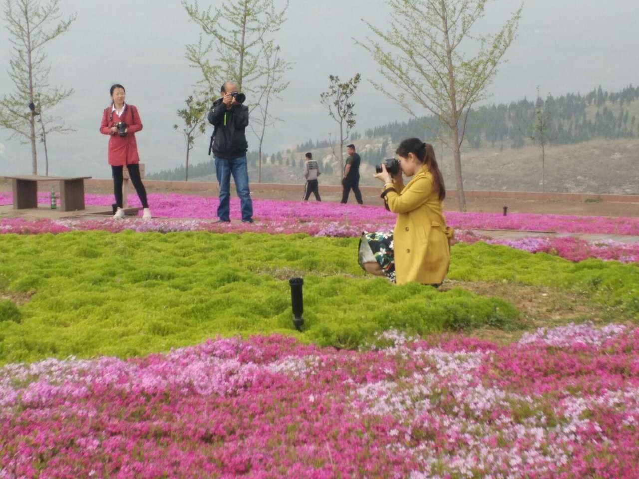 赏花摘果带火淄博沂源乡村游