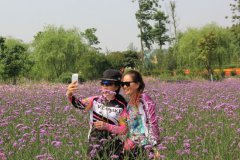 <b>四川涪城：杨关五月花事盛 五彩田园醉游人</b>