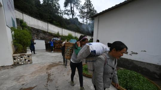 云南怒江兰坪县发展优势产业 助脱贫显成效