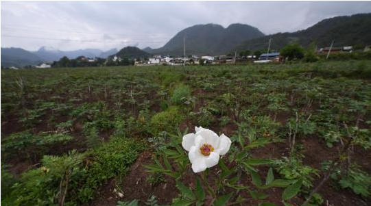 云南怒江兰坪县发展优势产业 助脱贫显成效