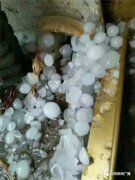 <b>河南唐河：狂风暴雨冰雹突袭部分乡镇 庄稼被砸倒砸坏</b>