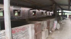 江苏：扬州刺鼻！乡镇垃圾焚烧问题突出 无证养殖，粪便乱排污染