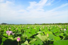 江西：项目建设活跃跃 乡村旅游多姿彩
