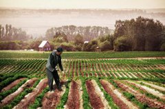 轮作休耕有效推进农业结构调整 试点面积共1200万亩