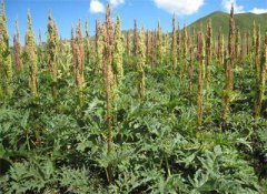 <b>青海：海东发展中草药种植 “种出”致富新希望</b>